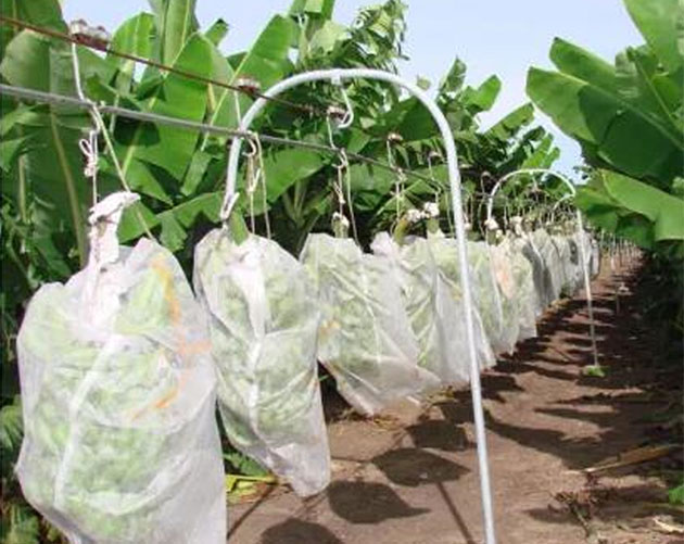 Plant Disposable Cover